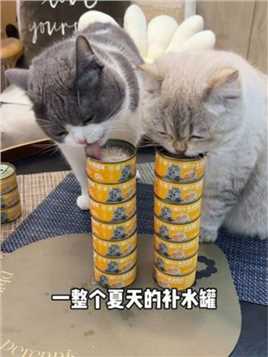 猫大力新品高汤鸡肉罐，配料嘎嘎干净 特别适合给猫咪夏天补水的罐罐 #新手养猫 #猫零食 #猫罐头