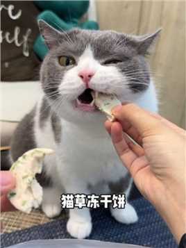 新鲜猫草做的猫草冻干饼～ 不爱吃猫草的猫咪也嘎嘎炫！#猫零食 #萌宠好物 #排毛冻干