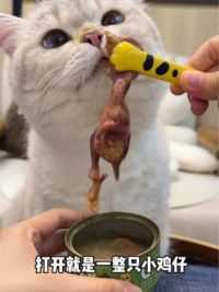 这个罐头开盖就是一整只小鸡仔～ 哪只猫咪能拒绝呀！#新手养猫 #猫粮 #猫罐头