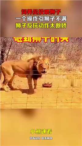 饲养员投喂狮子，一个操作引狮子不满，狮子反抗动作太傲娇