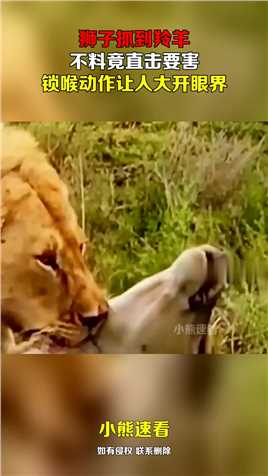 狮子抓到羚羊，不料竟直击要害，锁喉动作让人大开眼界