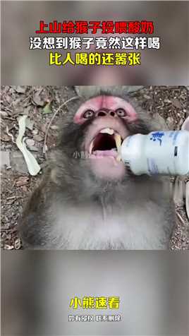 上山给猴子投喂酸奶，没想到猴子竟然这样喝，比人喝的还嚣张
