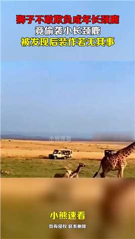 狮子不敢欺负成年长颈鹿，竟偷袭小长颈鹿，被发现后装作若无其事
