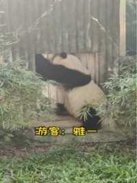 广州动物园的大熊猫雅一在世界杯期间给大家送上一份大礼