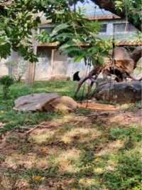 第一次去看广州动物园的大熊猫星一，站姿杠杠滴