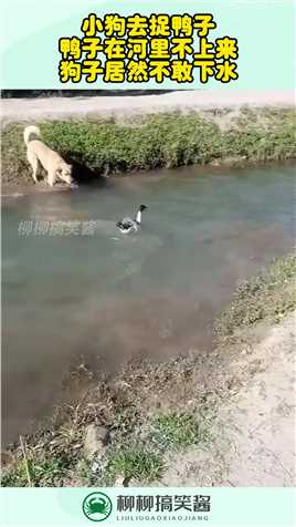小狗去捉鸭子，鸭子在河里不上来，狗子居然不敢下水！#搞笑 #奇趣 #社会 #搞笑段子 