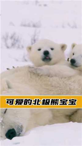 北极熊宝宝在妈妈身上嬉戏打闹，好呆萌！#动物 #可爱