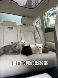 男朋友：我生的猫咪我来宠 #小猫晕车 #萌宠 #猫咪日常 #飞F7#你家猫猫晕车吗