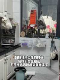 妈妈打扫卫生猫咪总是捣乱，于是被妈妈装起来挂着，就老实了 #猫咪日常