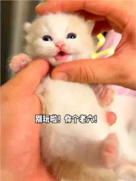 小奶猫是世界上最好玩的小玩具了吧！