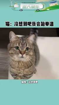 会跆拳道的猫咪