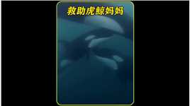 虎鲸为了感谢人类的救命之恩，以最高的礼仪护送，动物的感情这么真挚#神奇动物在抖音 #人与动物和谐共处 #万物皆有灵 #海洋生物.mp4


