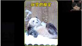 福宝玩雪，这才是童年该有的样子，就是亲妈都快不认识了#神奇动物在抖音 #大熊猫 #关爱国宝大熊猫.mp4



