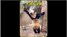 还记得那个聪明的小团子宝新吗？#大熊猫 #国宝 #动物 

