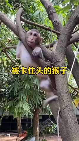 猴子成精,#动物迷惑行为大赏,#可爱小猴子