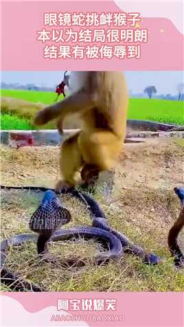 眼镜蛇挑衅猴子，本以为结局很明朗，结果有被侮辱到