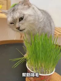 一起来种懒人猫草，无土猫草干净又卫生！长得快猫咪吃的和还嘎嘎香！#萌宠好物 #猫草 #科学养宠攻略