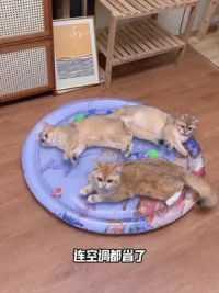 给猫咪买了个大水床，没想到他们玩的停不下来！冰冰凉凉的，里面还有他们喜欢的玩具。#萌宠好物 #猫窝 #冰垫 #冰窝
