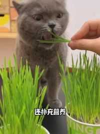换毛季帮猫咪排毛很重要！家里崽崽吃猫草的就别喂化毛膏啦！#萌宠好物 #猫草