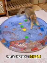 给猫咪买的大水床，里面还有他们喜欢的玩具，根本停不下来！#萌宠好物 #冰垫 #猫窝