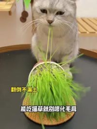 懒人猫草轻松种，直接吃拌粮都可以，能吃天然猫草就别喂化毛膏那些了！#萌宠好物 #猫草