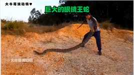 这条眼镜王蛇长的跟蟒蛇一样粗！#动物世界#万物皆有灵性#危险动作请勿模仿#过山峰