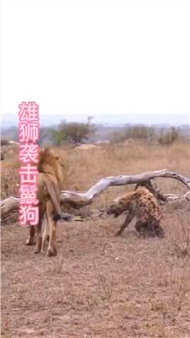 鬣狗遭到四只狮王的袭击！#弱肉强食的动物世界#野生动物零距离#狮子
