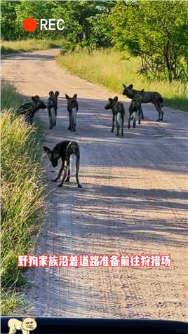 鬣狗跟随野狗出门狩猎，半路遭遇狮群埋伏！#动物世界#鬣狗#野狗#弱肉强食的动物世界