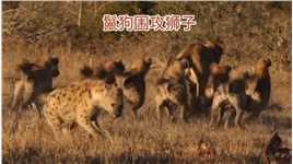 鬣狗群，驱赶两只进食的狮子#动物世界精彩解说#野生动物零距离