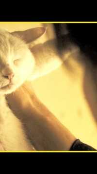 小黑猫能有什么坏心思，它只是想为你带来幸运   #萤火计划 #猫 #治愈 #感动.
