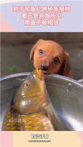 狗子和鱼儿跨种族接吻，要不是亲眼所见，简直不敢相信！搞笑,搞笑视频,搞笑日常,搞笑段子