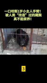 一口咬断1岁小主人手臂！被人类“改造”过的藏獒真不能家养！#科普#藏獒#知识#大型犬 (3)