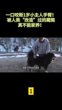 一口咬断1岁小主人手臂！被人类“改造”过的藏獒真不能家养！#科普#藏獒#知识#大型犬 (1)