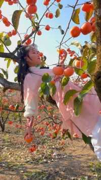 恭城的月柿红了 黄蓉仿妆之爬树摘果