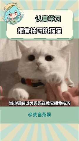 小猫：麻麻你看我学的标准不~# 谁能拒绝傻憨憨的小猫咪 # 小奶喵 # 可爱到爆炸💥