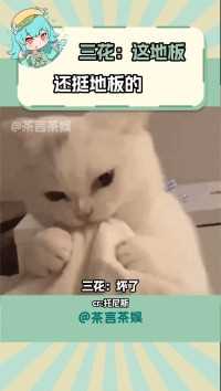 三花：骂了他 可就不能骂我了哦# 动物的迷惑行为 # 猫咪 # 橘猫