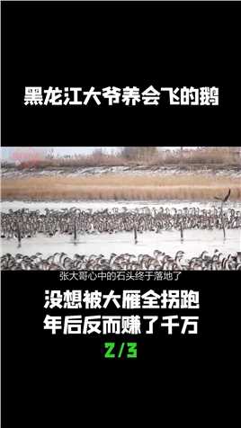 黑龙江大爷养会飞的鹅，没想被大雁全拐跑，年后反而赚了千万 (2)