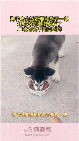 狗子吃完饭和碗干架，还以为碗把粮吞了，二哈这名不是白叫的##生活幽默#搞笑#搞笑日常#搞笑段子 