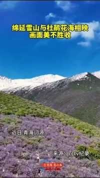 近日，青海门源迎来杜鹃花开的季节。绵延的雪山映衬着杜鹃花海，花的娇艳、山的壮阔在此交融，美不胜收。