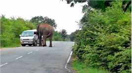 几吨重的大象在印度秋名山公路上打劫过往车辆！