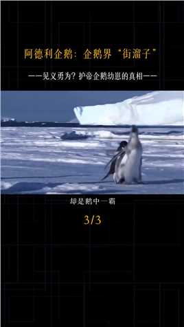 震惊！QQ原型竟然做出这种事情~#企鹅#阿德利企鹅#QQ原型#长沙海底世界#科普海洋 (3)