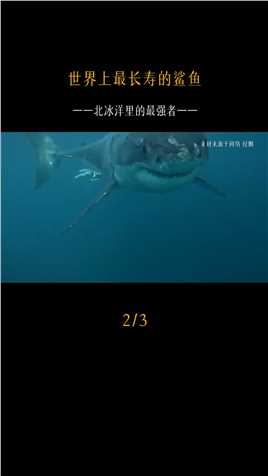 格陵兰鲨，世界上最长寿的鲨鱼，可能寿命能达到512岁。##鲨鱼#长寿#科普海洋#长沙海底世界 (2)
