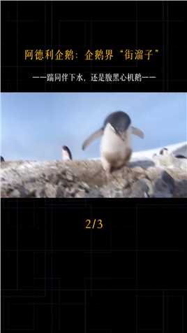 震惊！QQ原型竟然做出这种事情~#企鹅#阿德利企鹅#QQ原型#长沙海底世界#科普海洋 (2)