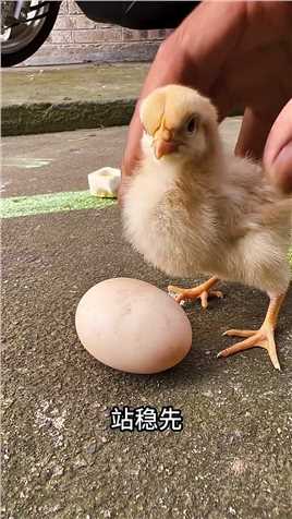和小毛孩玩鸡蛋台球，老母鸡居然生气了😂 #搞笑萌宠