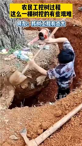 农民工挖树过程，这么一棵树挖的有些艰难！网友：移树工程有点大