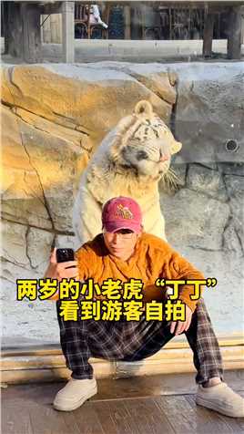 游客与老虎隔着玻璃自拍，直接把老虎馋哭了