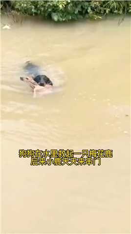 外国一小哥哥带着狗狗在水里救起一只梅花鹿，后来小鹿天天来串门#治愈 #小朋友听孤勇者大朋友听papapiu #刘大拿upupu