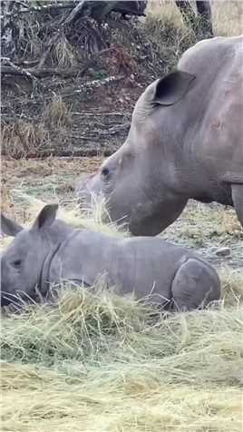 犀牛妈妈带宝宝