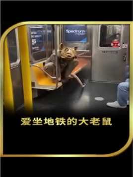 爱坐地铁的老鼠