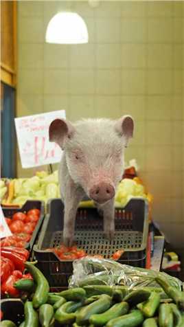 猪可穷，不可怂！猪肉涨价咱不怕！
